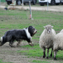 bearded collie noa